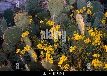Cactus and wildflowers in Saguaro East Saguaro National Park Tucson Arizona Stock Photo