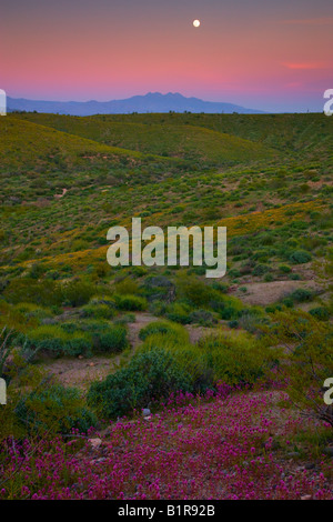 Desert wildflowers in McDowell Mountain Regional Park near Fountain Hills outside of Phoenix Arizona Stock Photo