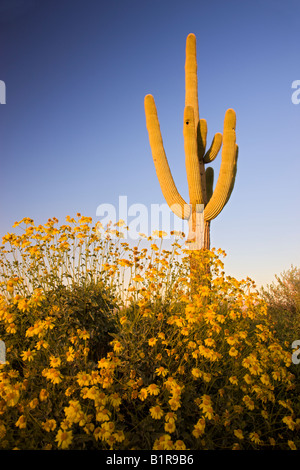 Saguaro cactus and brittlebush wildflowers in McDowell Mountain Regional Park near Fountain Hills Ariziona Stock Photo