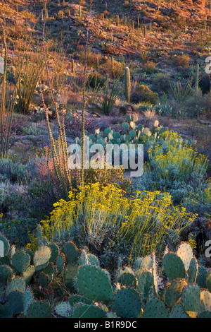 Cactus and wildflowers in Saguaro East Saguaro National Park Tucson Arizona Stock Photo