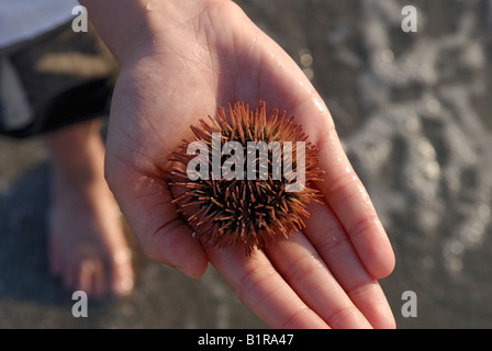 Boy holding a live variegated urchin Lytechinus variegatus on a beach Sanibel Island Florida Gulf Coast Stock Photo