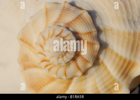 Lightning whelk Busycon contrarium shell close up of apex spiral Sanibel Island Florida Stock Photo