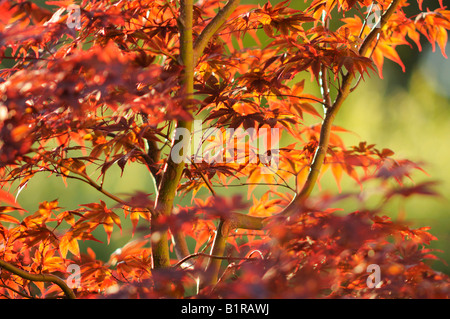 A Japanese Maple Tree Stock Photo