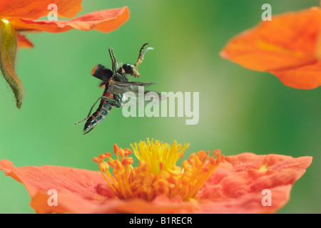 Common Malachite Beetle (Malachius bipustulatus) Stock Photo