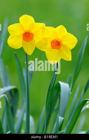 Yellow and orange Narcissus flowers (Narcissus) Stock Photo