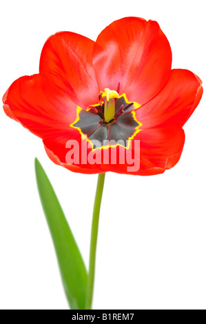 Red Tulip (Tulipa)