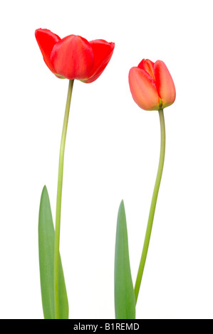 Two red Tulip (Tulipa) flowers