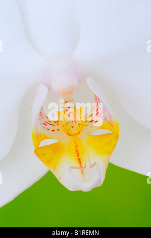 Orchid (Orchidacea phaleanopsis) Stock Photo