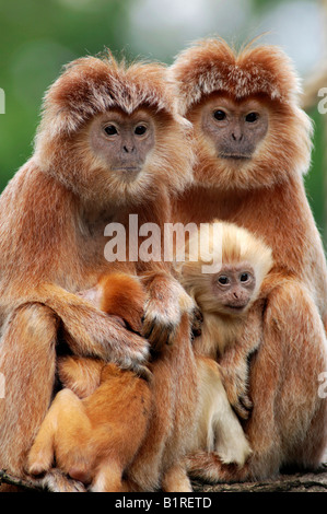 Spangled Ebony Lutung or Eastern Javan Langur (Trachypithecus auratus auratus), females with young Stock Photo