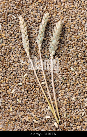 Wheat, ears and grain (Triticum aestivum) Stock Photo