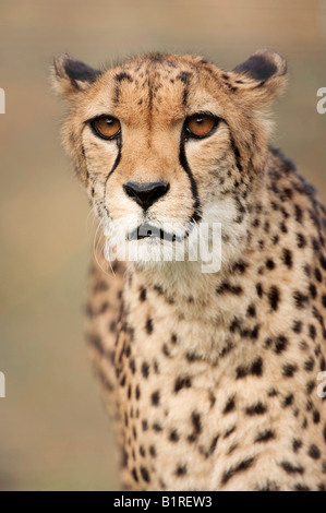 Cheetah (Acinonyx jubatus) Stock Photo