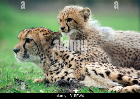 Cheetahs (Acinonyx jubatus), female with cub Stock Photo