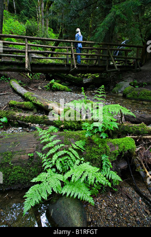 Beautiful nude woman in forest ferns Stock Photo - Alamy