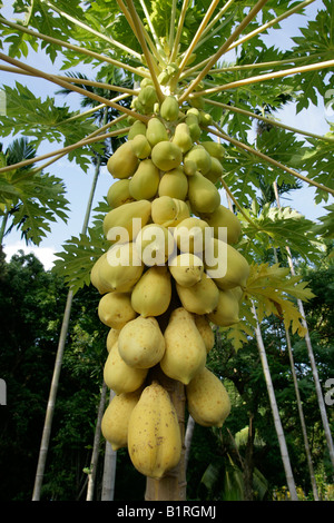 Papaya Tree (Carica papaya) with ripe Papayas hanging on the trunk, Biliau, Papua New Guinea, Melanesia Stock Photo