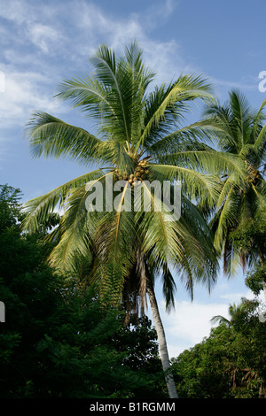 botany, Coconut, (Cocos nucifera), fruits at palm tree, Arecaceae ...