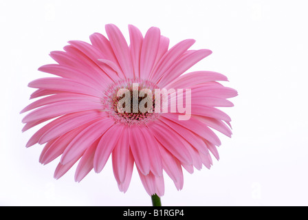 Pink Gerber Daisy (Gerbera) Stock Photo