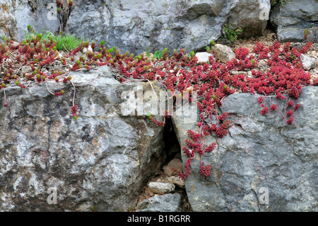 Rock Stonecrop (Sedum forsterianum) growing on rocks, red list of alpine plants, Germany, Europe Stock Photo