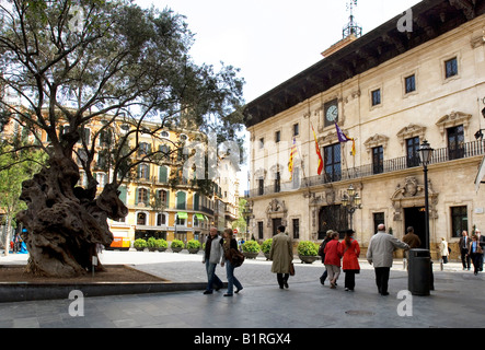 Old olive tree in front of city hall, historic centre of Palma de Majorca, Balearic Islands, Spain, Europe Stock Photo