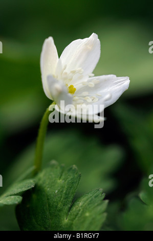 White Baikal Anemone (Anemone baicalensis) Stock Photo