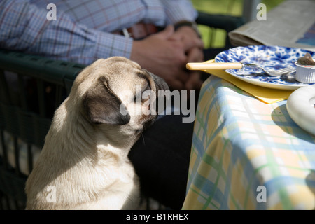 Pug, young, begging, food, coffee table Stock Photo