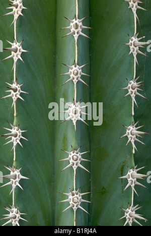 Close-up of a Pachycereus Cactus Stock Photo