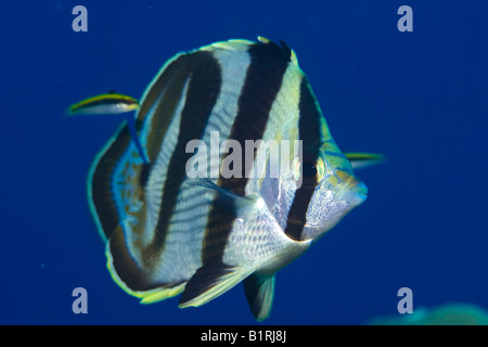 Lined Butterflyfish (Chaetodon lineolatus) and Wrasses (Julininae, Corinae), Caribbean, Honduras, Central America Stock Photo