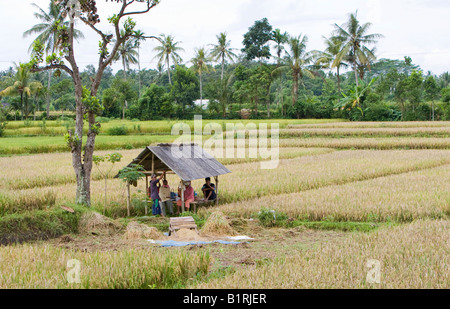Rice farmers taking a break in a small hut behind rice plants and rice, Lombok Island, Lesser Sunda Islands, Indonesia, Asia Stock Photo