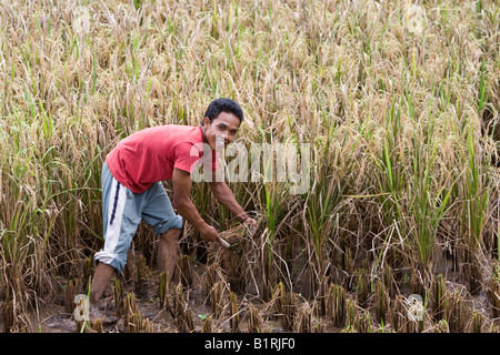 Rice farmer harvesting rice in a rice field, Lombok Island, Lesser Sunda Islands, Indonesia, Asia Stock Photo