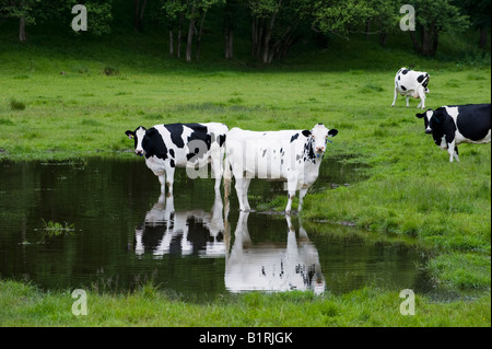 Dairy Cows standing in water in a flooded field. Scotland Stock Photo