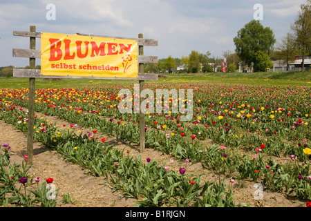 Sign reading Blumen selbst schneiden, pick flowers yourself, field of tulips, Bergstrasse mountain route, Hesse, Germany, Europe Stock Photo
