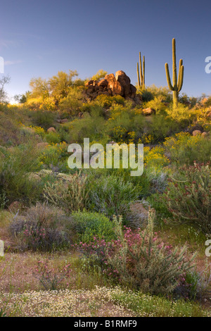 Wildflowers and cactus at Saguaro Lake in the Tonto National Forest near Fountain Hills outside of Phoenix Arizona Stock Photo