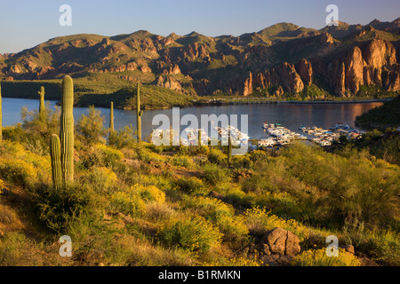 Wildflowers and Saguaro Cactus at Saguaro Lake in the Tonto National Forest near Fountain Hills outside of Phoenix Arizona Stock Photo