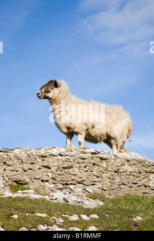 A Blackface sheep standing on rock side view looking left. North Wales UK Britain Stock Photo