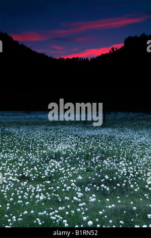 Cottongrass on a summernight near the mountain Andersnatten in Eggedal, Norway. Stock Photo