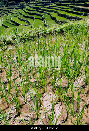 Rice field, Batad, Banaue, Luzon, Philippines, Asia Stock Photo - Alamy