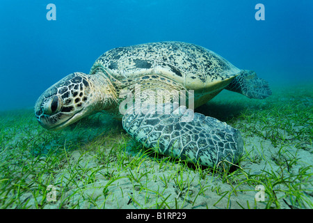 Green Sea Turtle (Chelonia mydas) and suckerfish feeding on seaweed, Hurghada, Red Sea, Egypt, Africa Stock Photo