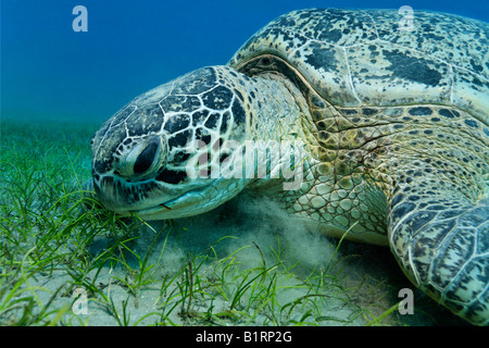 Green Sea Turtle (Chelonia mydas) feeding on seaweed, Hurghada, Red Sea, Egypt, Africa Stock Photo