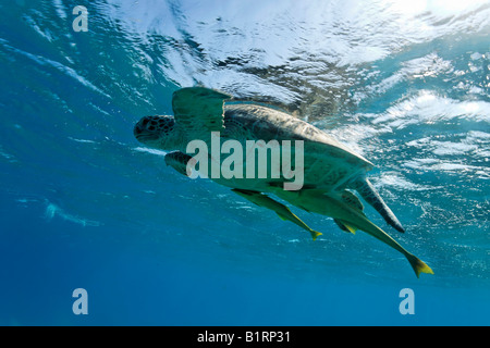 Remoras or Suckerfish (Echeneidae) attached to a Green Turtle (Chelonia mydas) that is swimming just beneath the ocean surface, Stock Photo