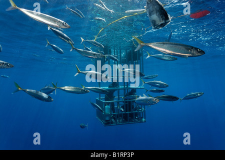 Scuba divers in a cage observing a Great White Shark (Carcharodon carcharias), Guadalupe Island, Mexico, Pacific, North America Stock Photo