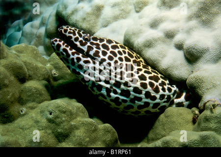 Honeycomb Moray Eel (Gymnothorax favagineus) looking out of its coral reef, Oman, Arabian Peninsula, Indian Ocean Stock Photo