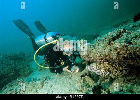 A scuba diver watchng a Honeycomb Moray or Laced Moray (Gymnothorax favagineus), Musandam, Oman, Arabian Peninsula, Indian Ocea Stock Photo