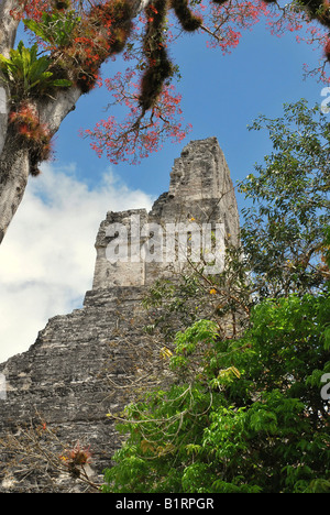 Epiphytes hanging from a tree in front of Temple 1, Temple of the Great Jaguar, Mayan ruins, Tikal, Guatemala, Central America Stock Photo