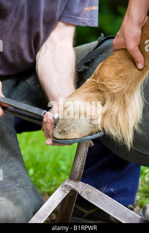 Blacksmith shoding a horse, pinching off the horseshoe, North Tyrol, Austria, Europe Stock Photo