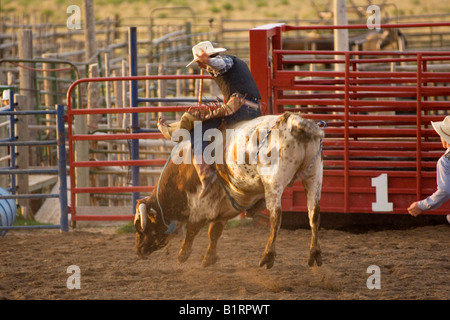 Bull riding in a rodeo, Utah, USA, North America Stock Photo