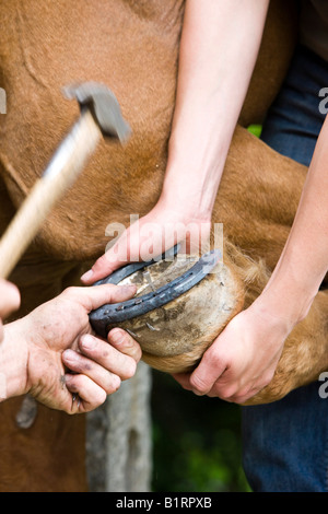Blacksmith shoding a horse, nailing on a horse shoe, North Tyrol, Austria, Europe Stock Photo