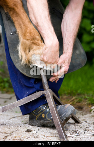 Blacksmith shoding a horse, filing the hoof, North Tyrol, Austria, Europe Stock Photo