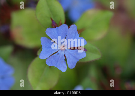 Leadwort or Plumbago (Ceratostigma plumbaginoides) Stock Photo