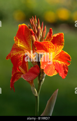 Saka Siri, Indian Shot or Canna (Canna indica) flowers, Germany Stock Photo