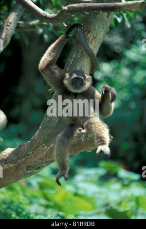 Mueller's Bornean or Grey Gibbon (Hylobates muelleri) Stock Photo