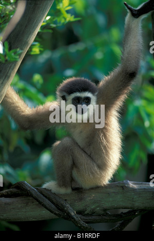 Mueller's Bornean or Grey Gibbon (Hylobates muelleri) Stock Photo